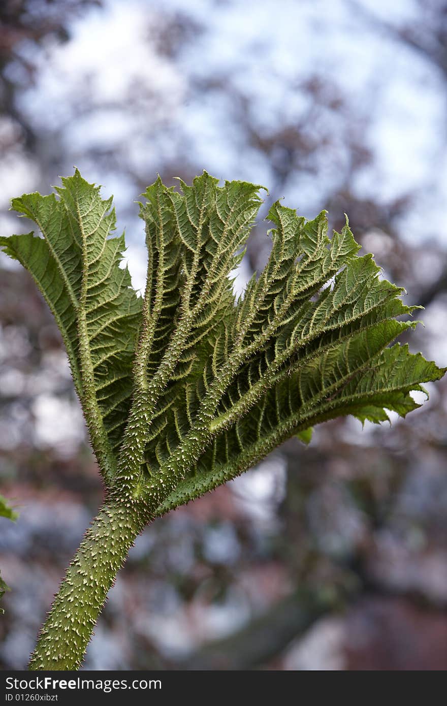 Photograph of the unusual leaves of the plant