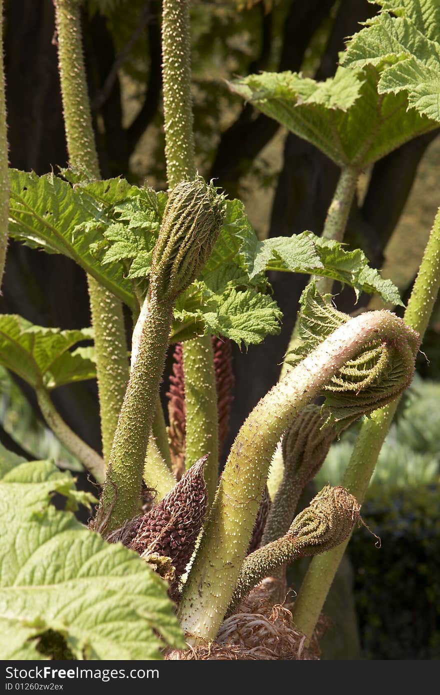 Photograph of the unusual leaves of the plant