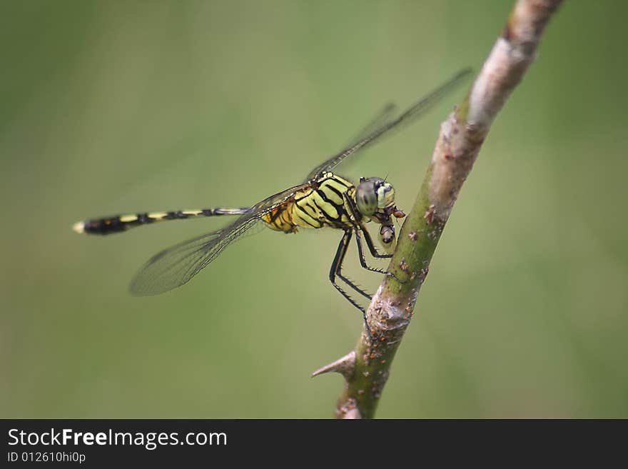 A dragonfly who has just captured an ant in his mouth.