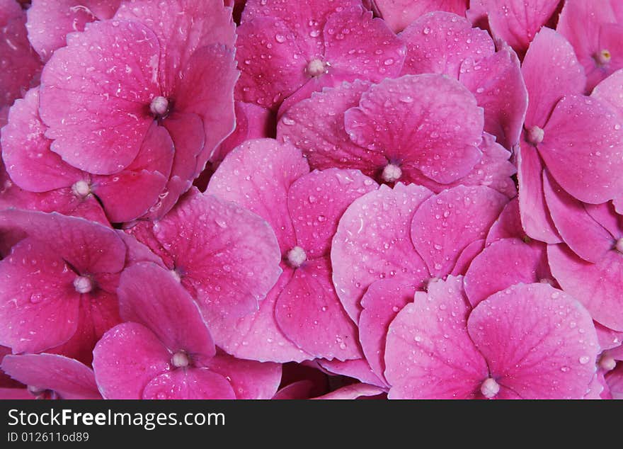 Pink flower background