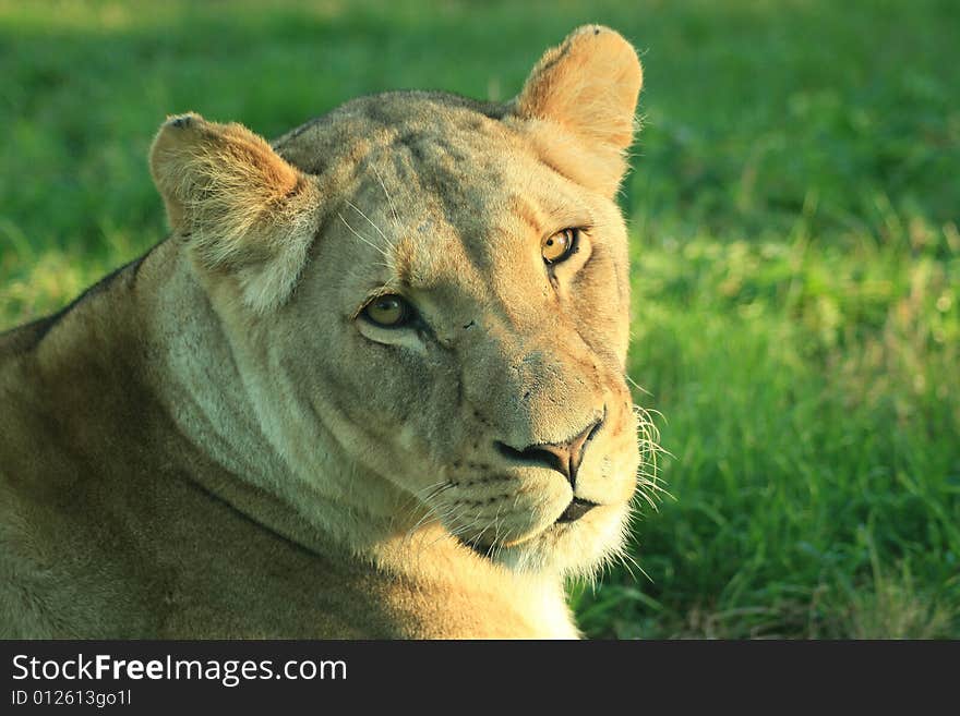 African Lioness