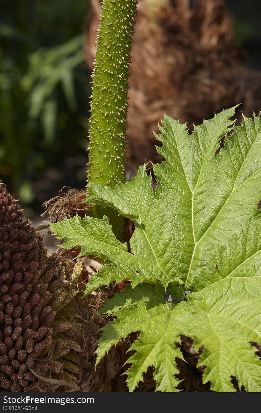 Photograph of the unusual leaves of the plant