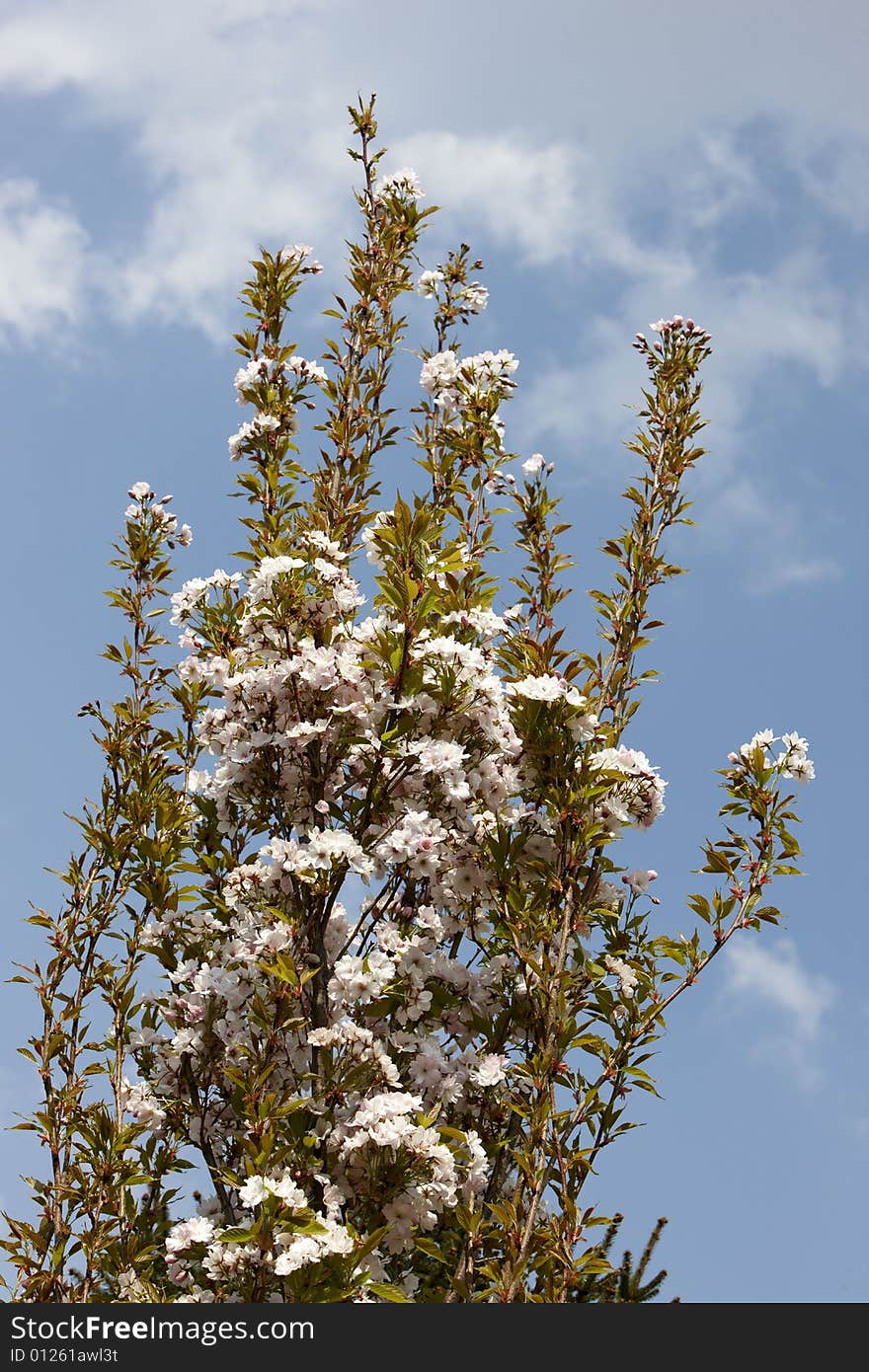 Photograph of the beautiful flowers