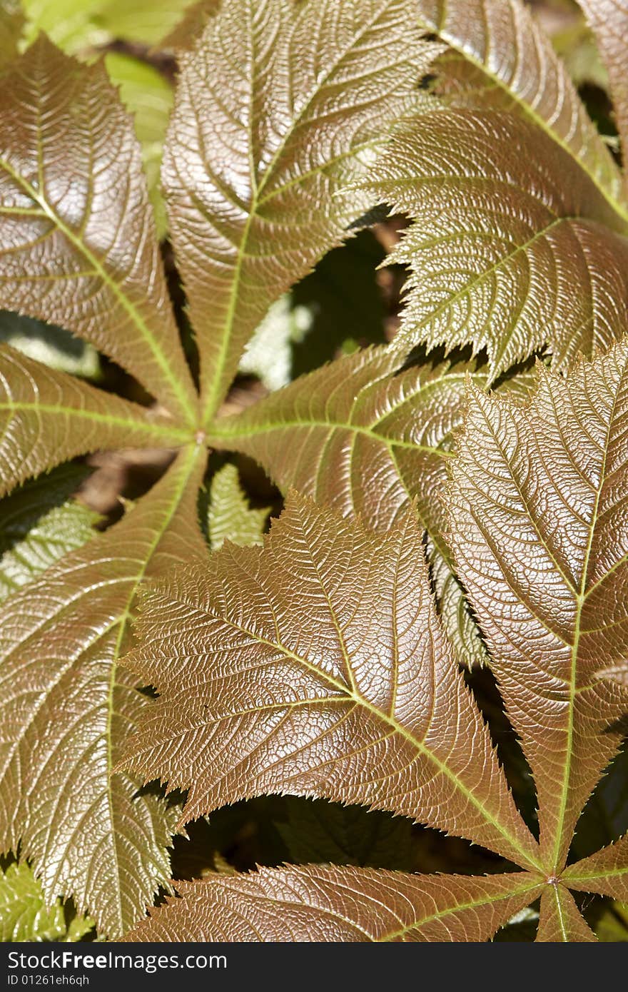 Photograph of the unusual leaves of the plant