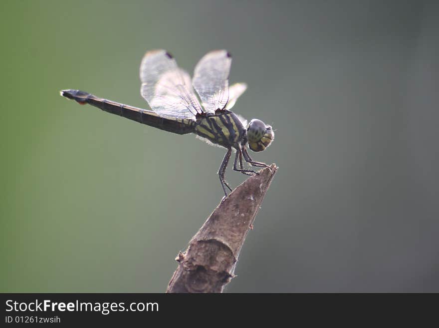 A dragonfly resting on a fence.