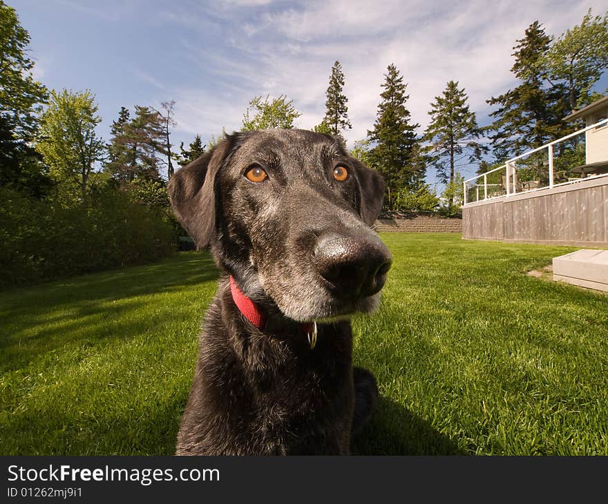 Black dog sitting in a large grass covered garden. Black dog sitting in a large grass covered garden.