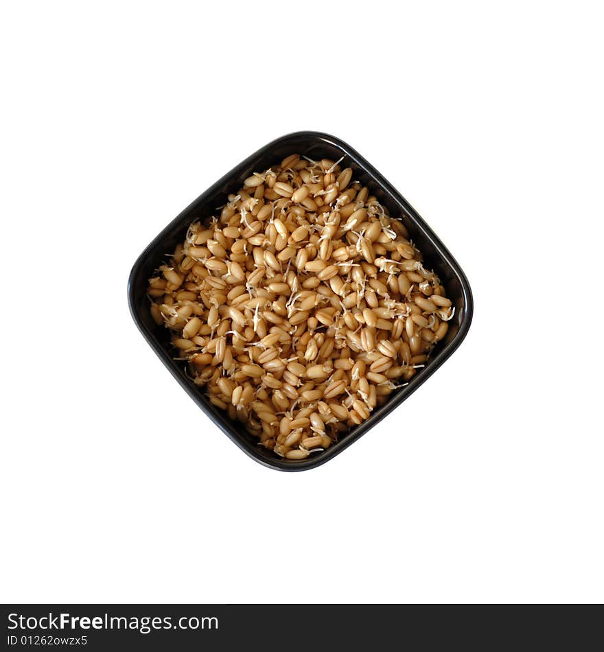 A bowl of sprouted wheat berries isolated on white.