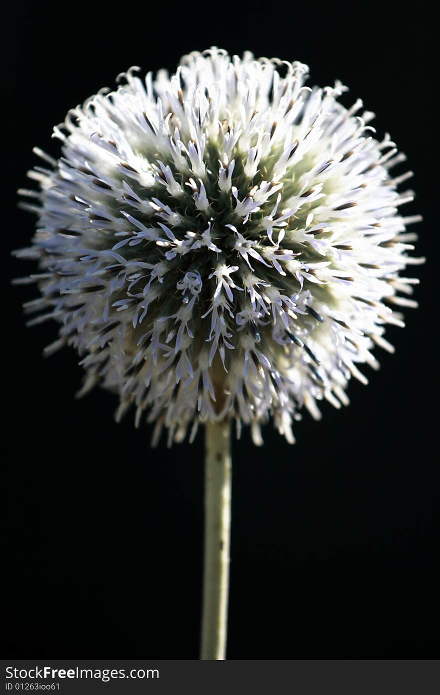 Close - up of thistle over black.