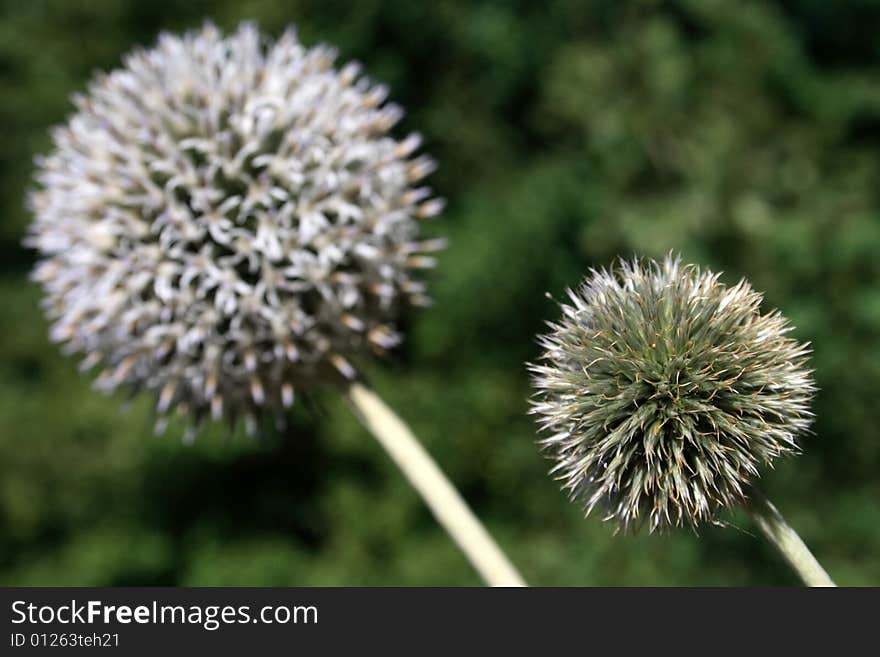 Thistles