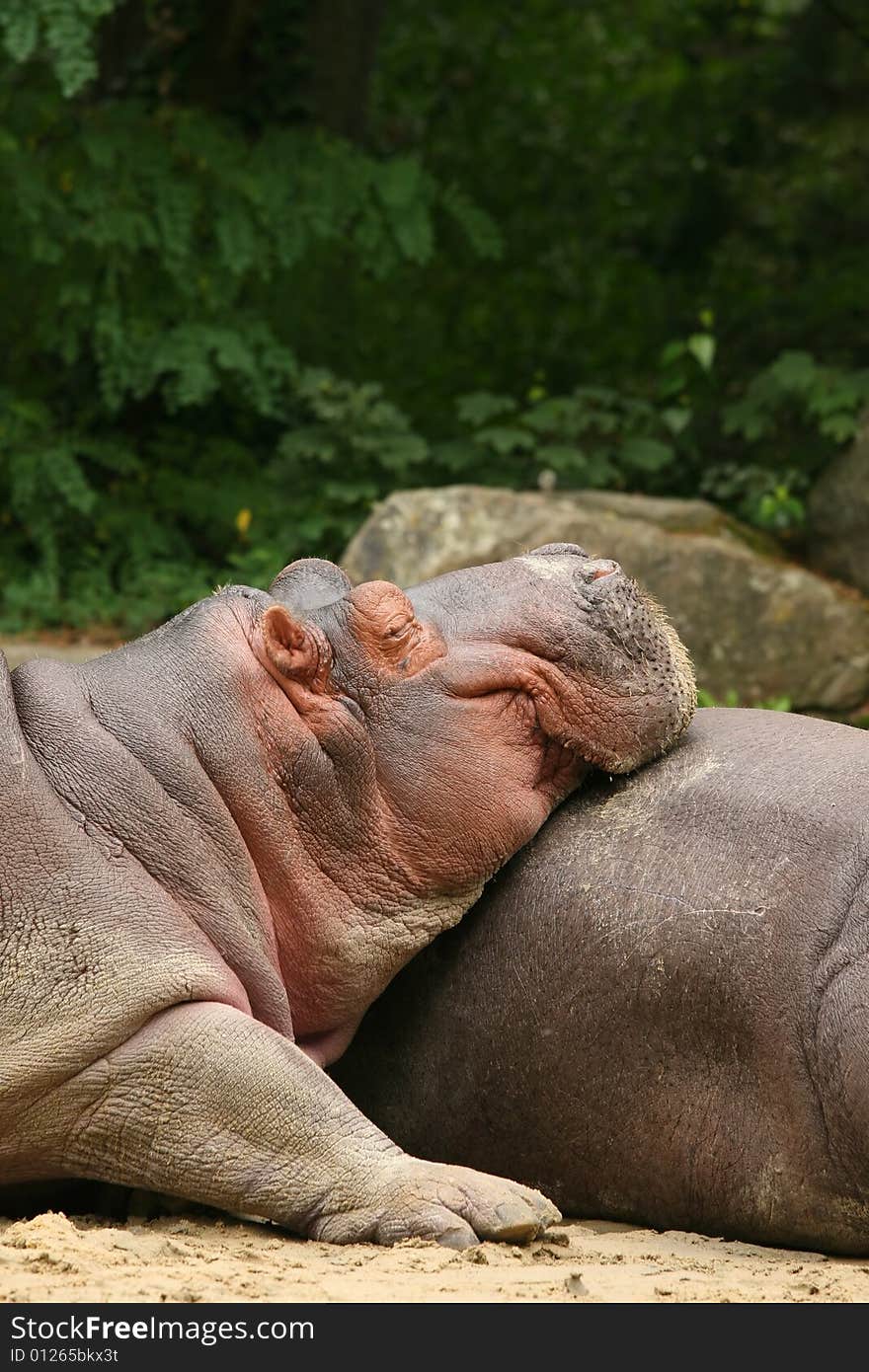 Hippopotamus resting its head on other hippo