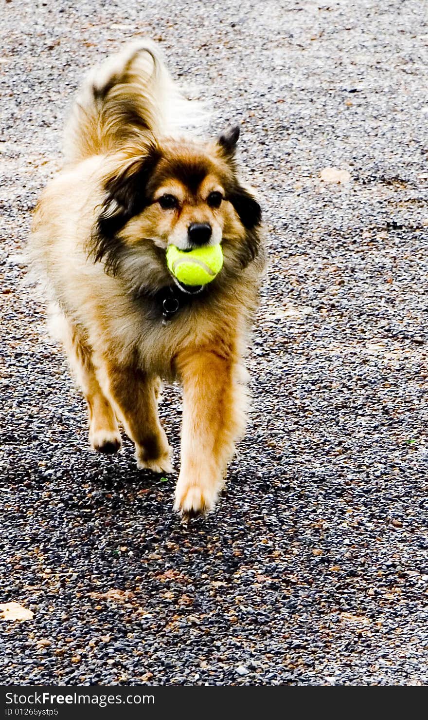 A beautiful happy dog running with a ball in his mouth. A beautiful happy dog running with a ball in his mouth