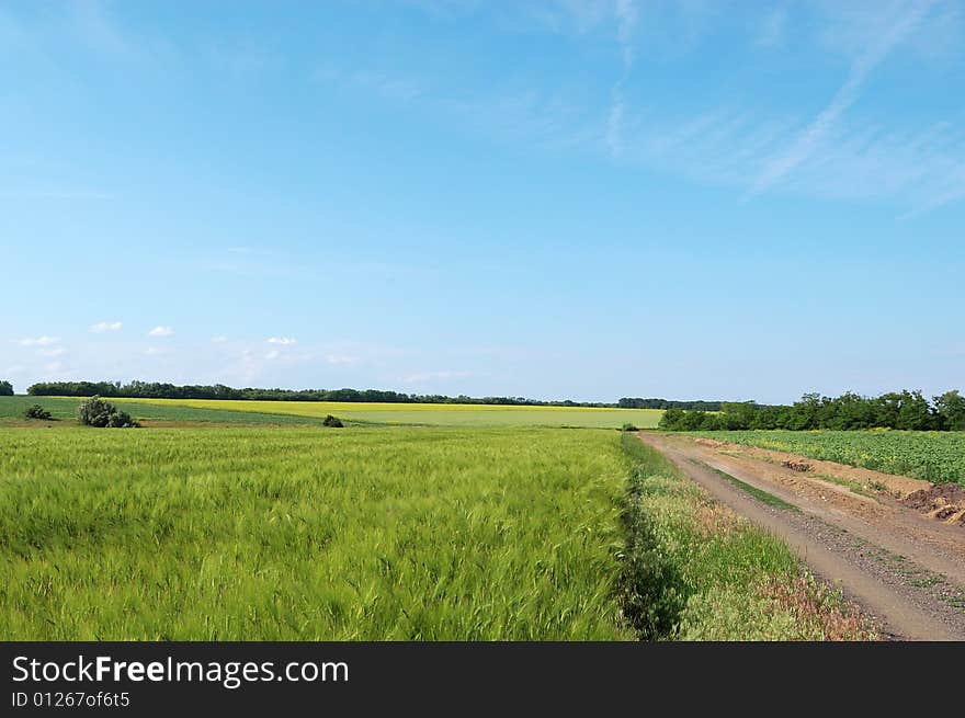 Road at the summer field uder the blue sky. Road at the summer field uder the blue sky