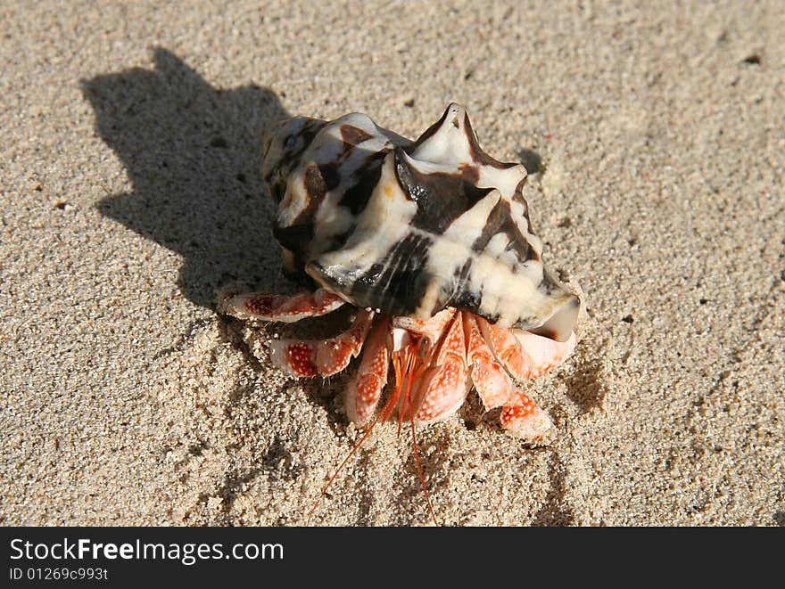 Hermit crab crawling through sandy beach