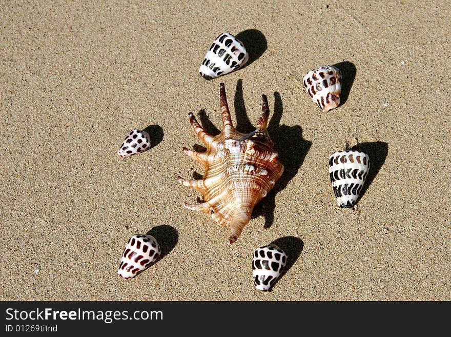 Shells on the beach, Fiji. Shells on the beach, Fiji