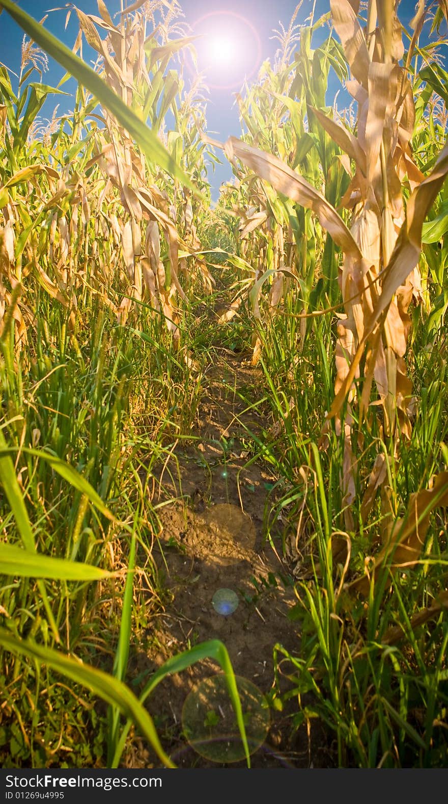 Corn field in the sun