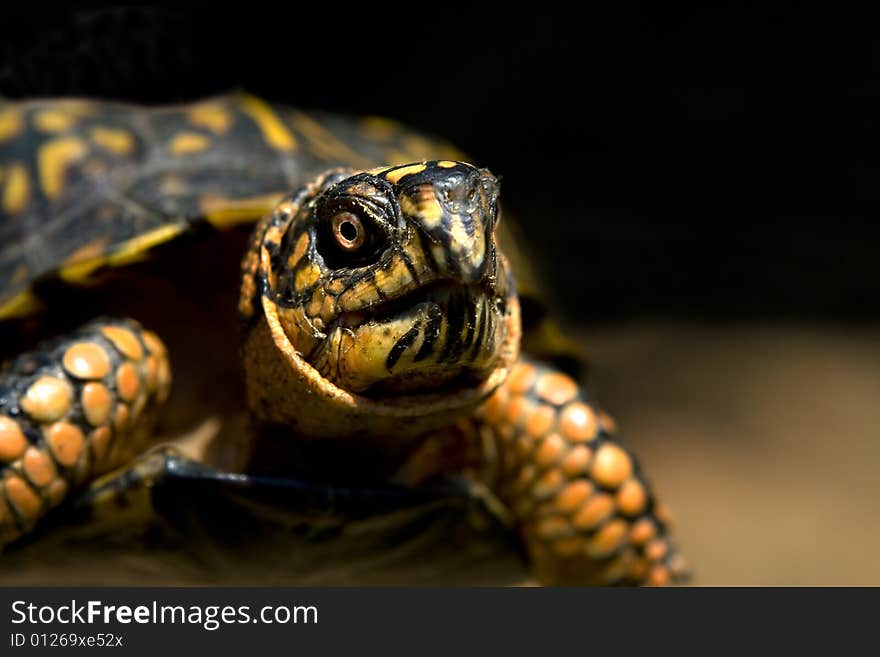 Close up of a box turtle.