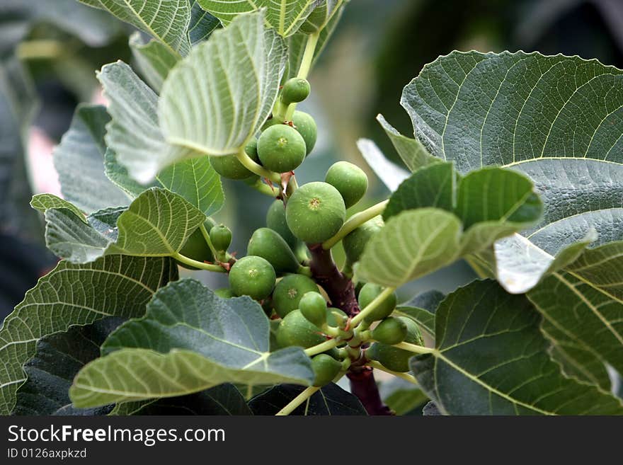 Baby Figs on a Branch