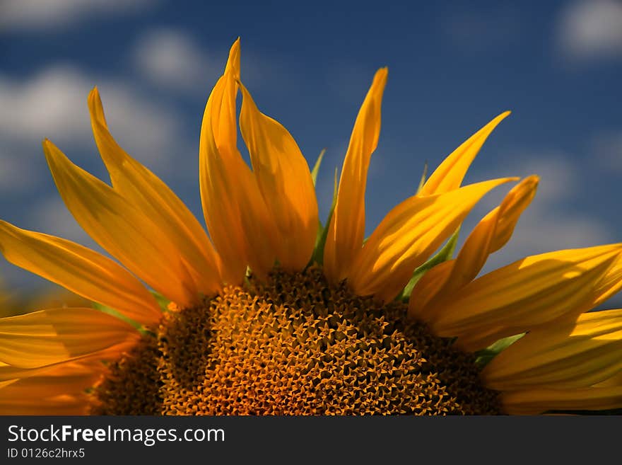 Sunrise. Sunflower - beautiful summer flower.