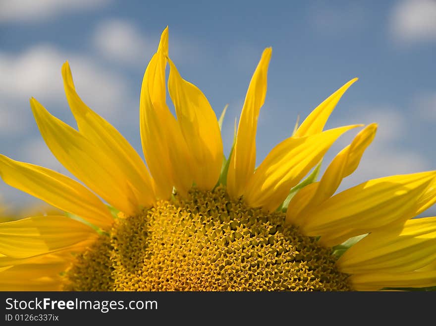 Sunrise. Sunflower - beautiful summer flower.