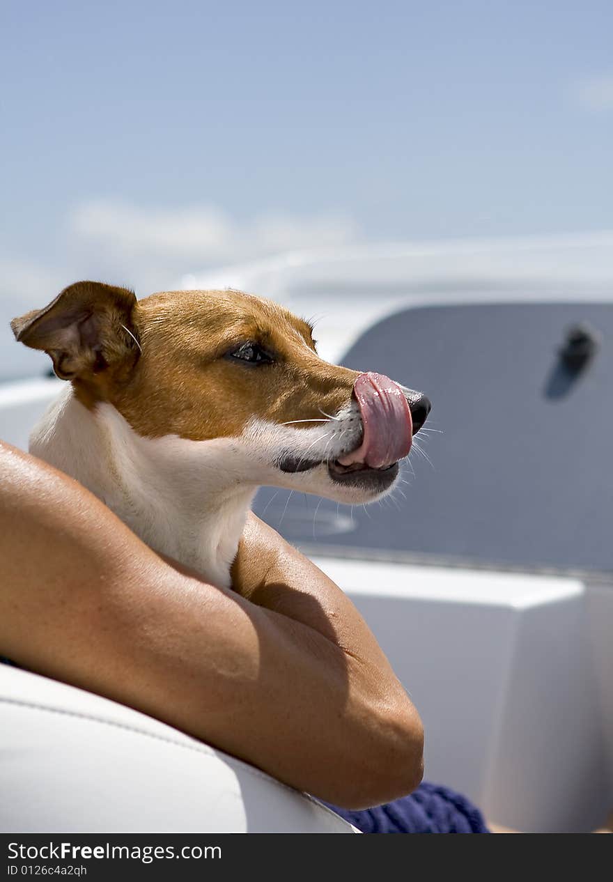 Jack russel's tongue sticking out while enjoying a boat ride.