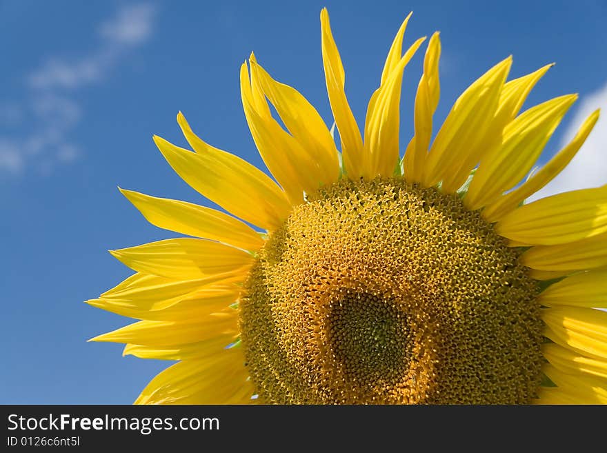 Sunflowers