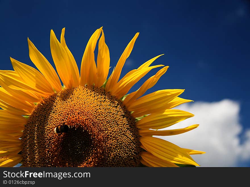 Sunflower - beautiful summer flower. Russia