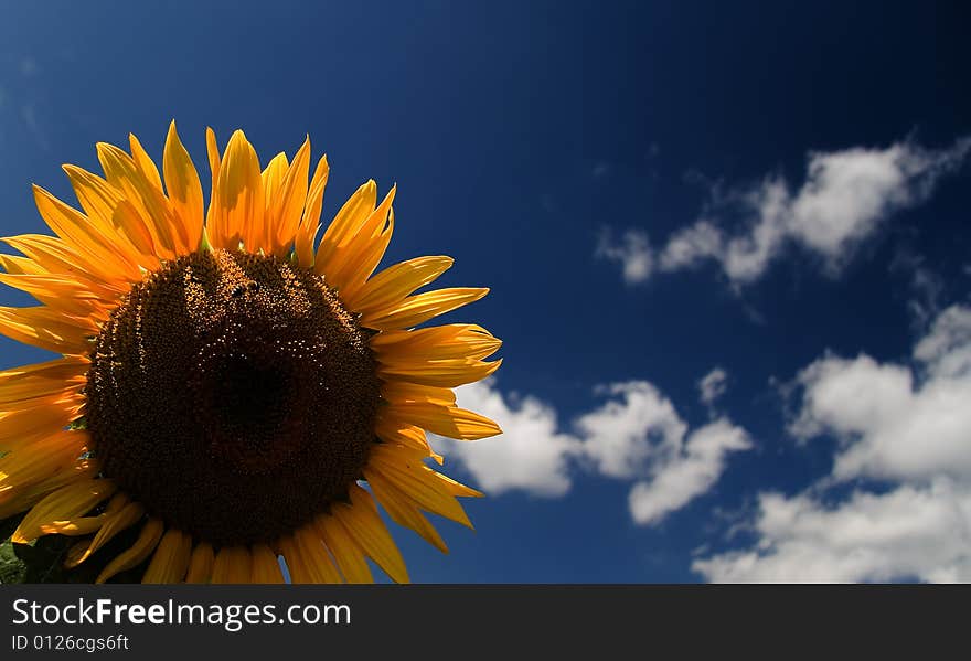 Sunflower - beautiful summer flower. Russia