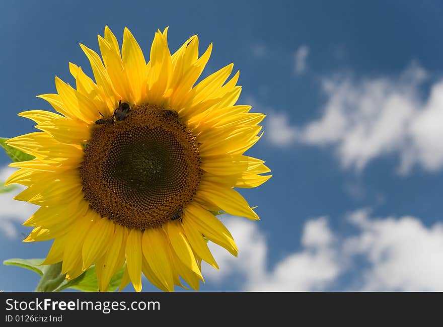 Sunflower - beautiful summer flower. Russia