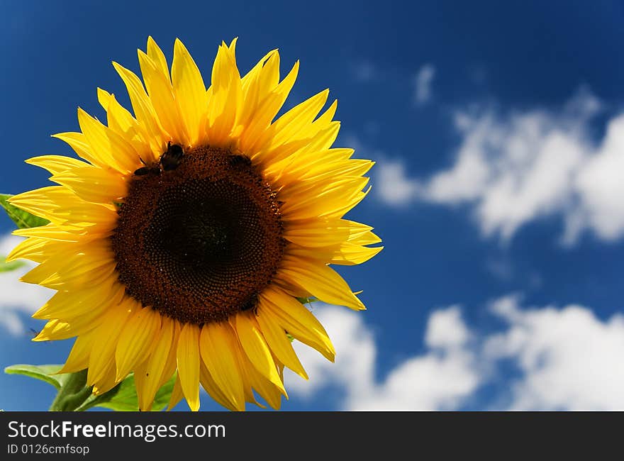 Sunflower - beautiful summer flower. Russia