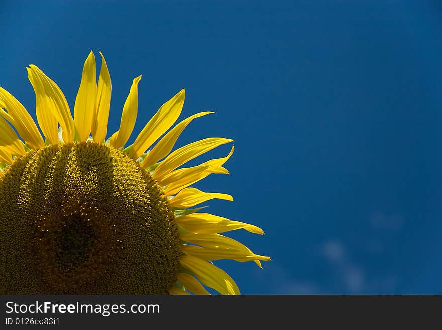 Sunflower - beautiful summer flower. Russia