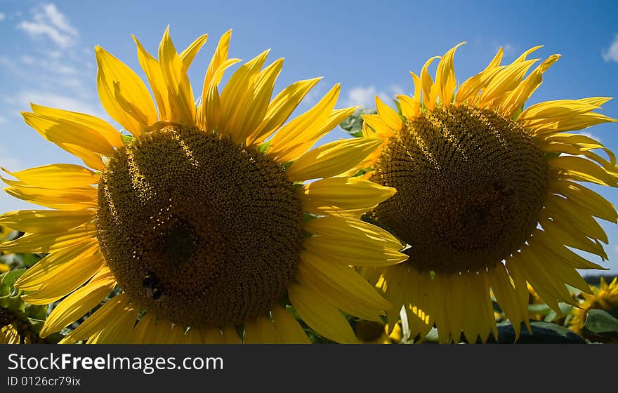 Sunflower - beautiful summer flower. Russia