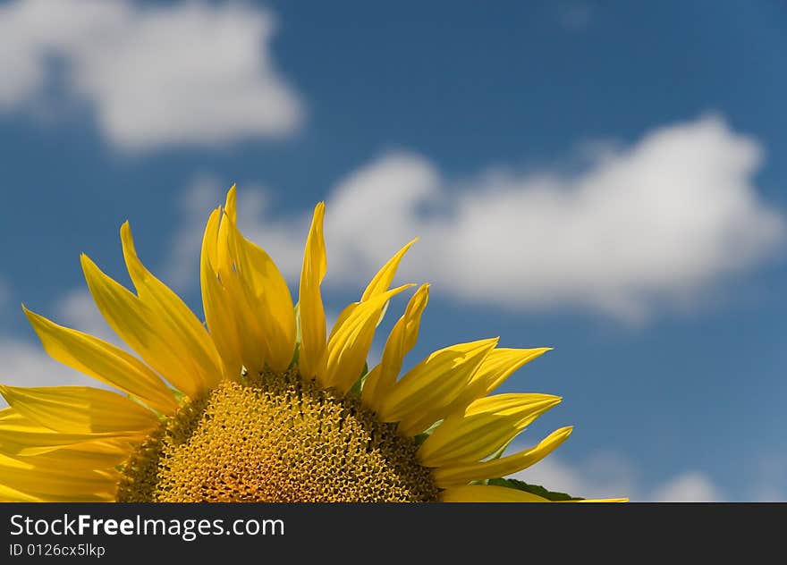 Sunflower - beautiful summer flower. Russia