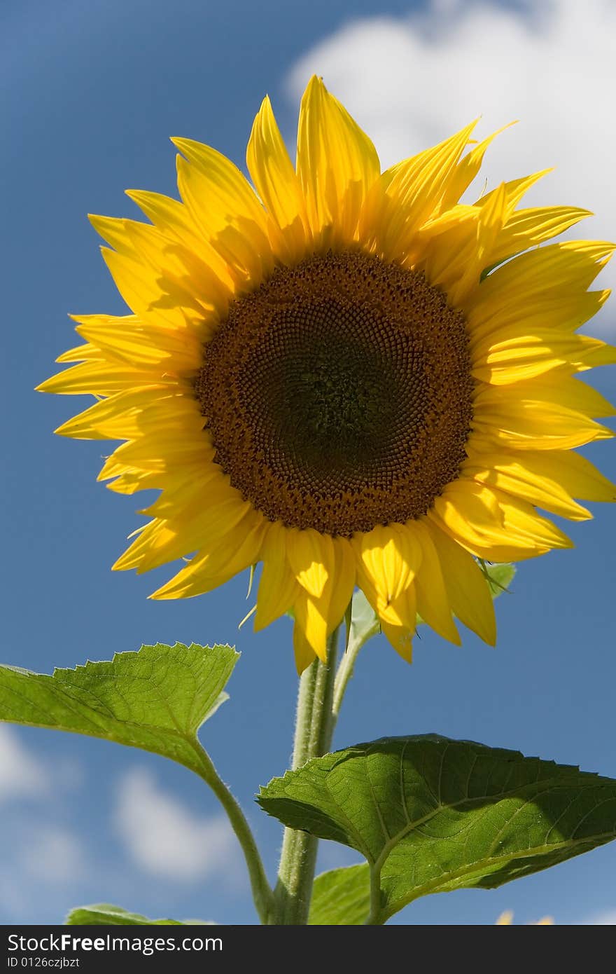 Sunflower - beautiful summer flower. Russia