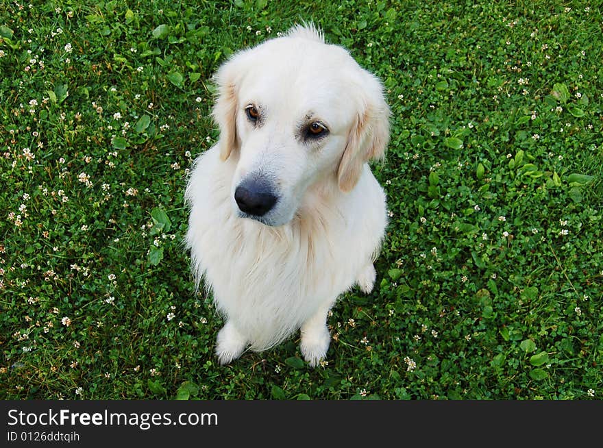 Beautiful Golden Retriever Sitting On The Grass