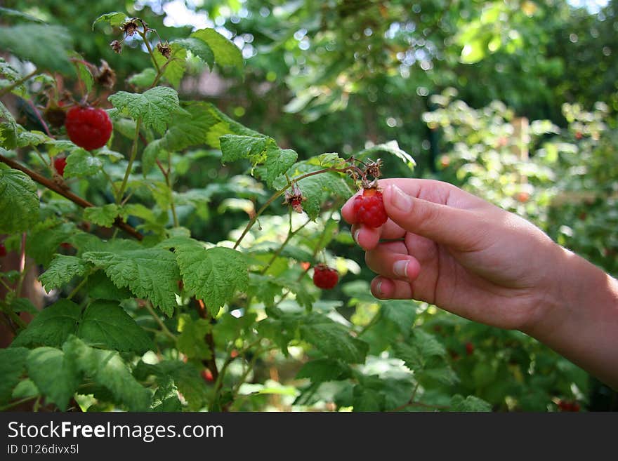 Picking fresh raspberrys from a bush in a garden