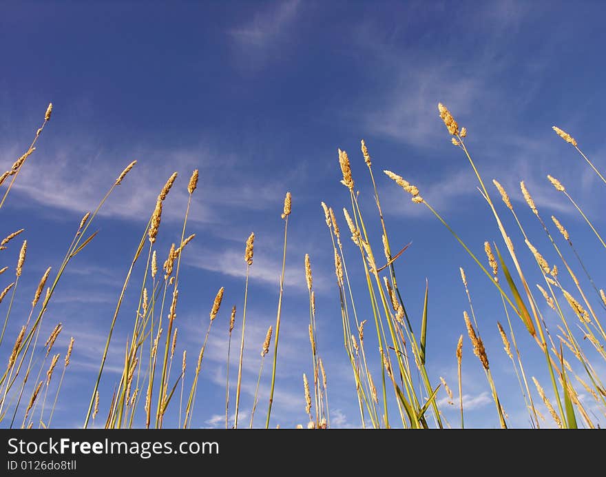 Grass And Sky