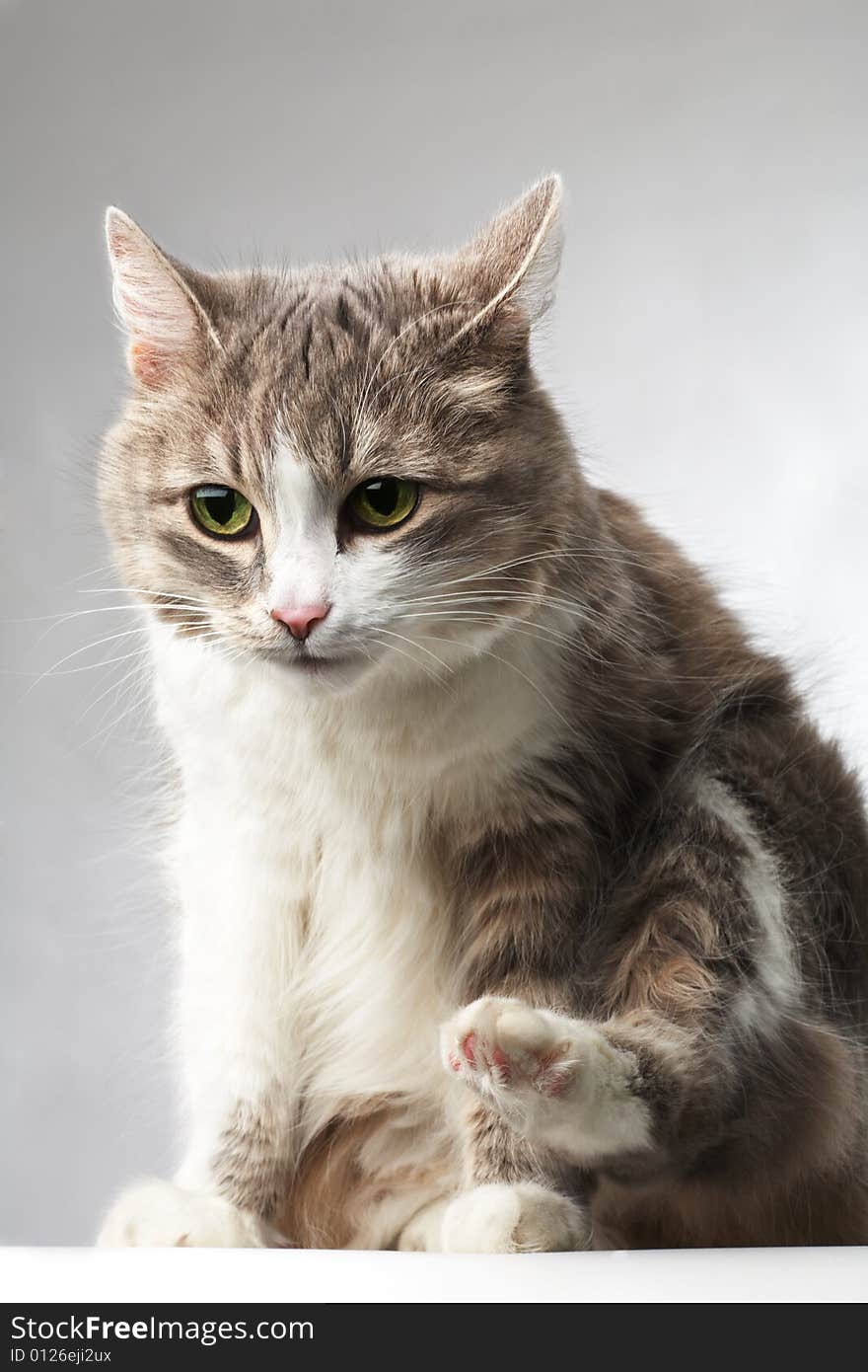 Curious kitty isolated on gray