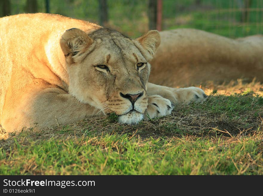 An beautiful african lioness portrait in a game park in South Africa. An beautiful african lioness portrait in a game park in South Africa