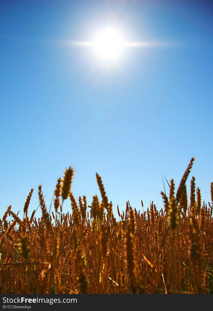 wheat field photagraphed on a sunny day