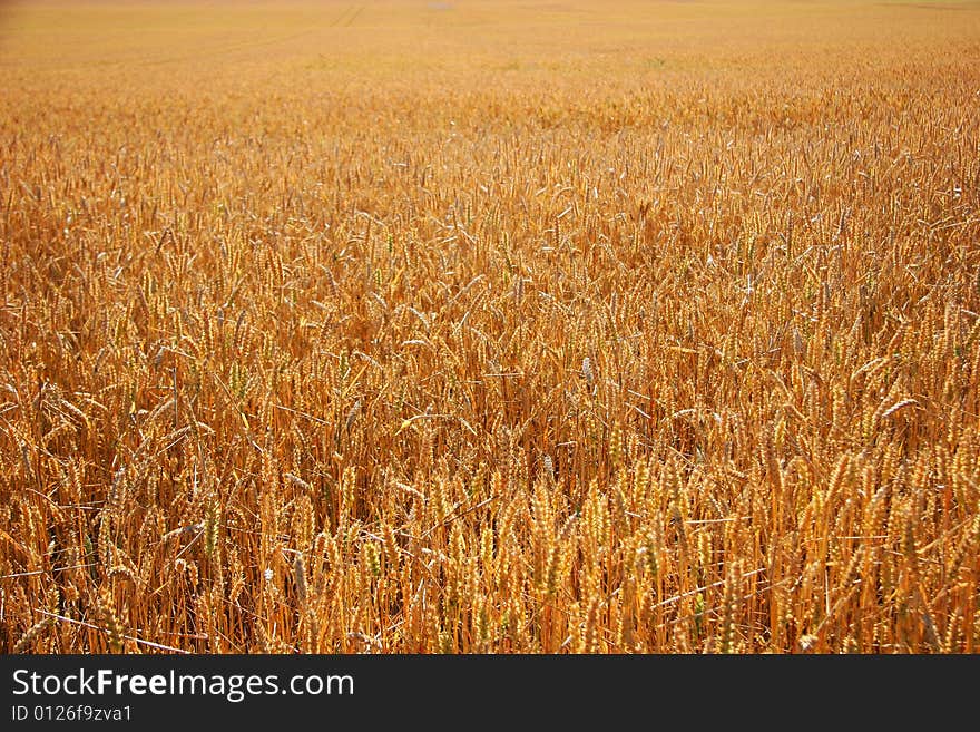 Wheat field photagraphed on a sunny day. Wheat field photagraphed on a sunny day