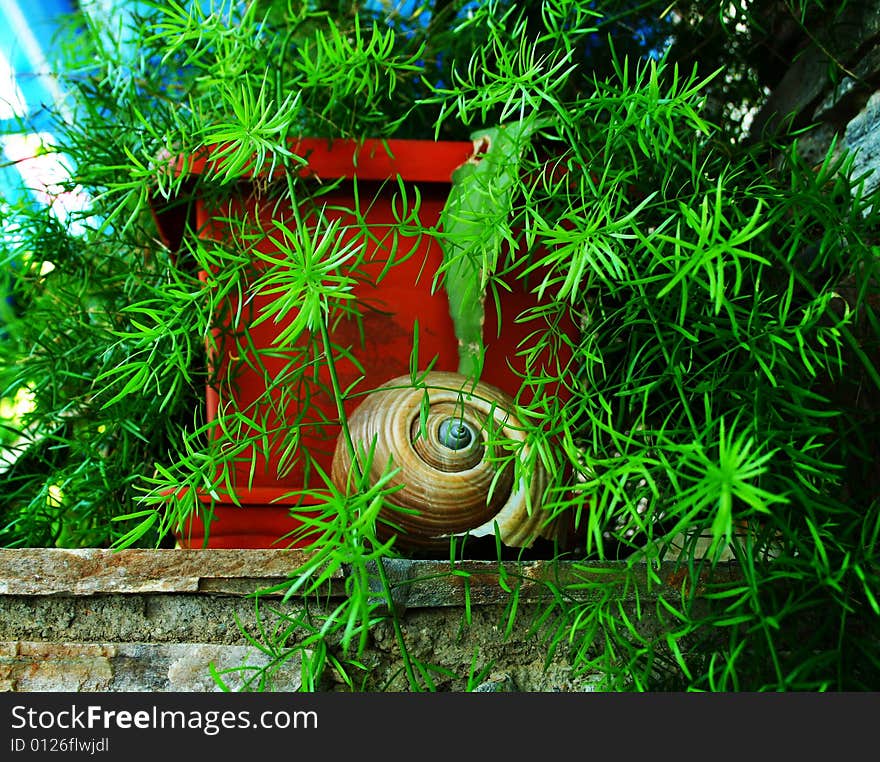 Shell in front of a plant.Photo taken in the island of Naxos, Greece