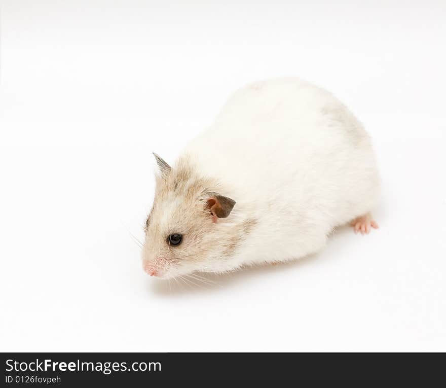 Syrian hamster on abstract white background