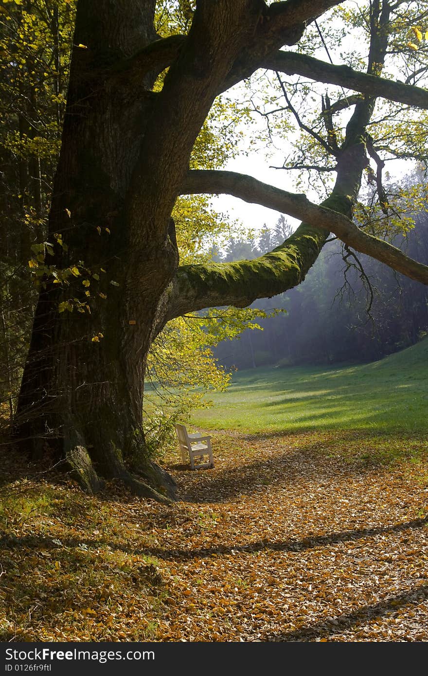 Fall in park, old  autumn tree, with small chair,