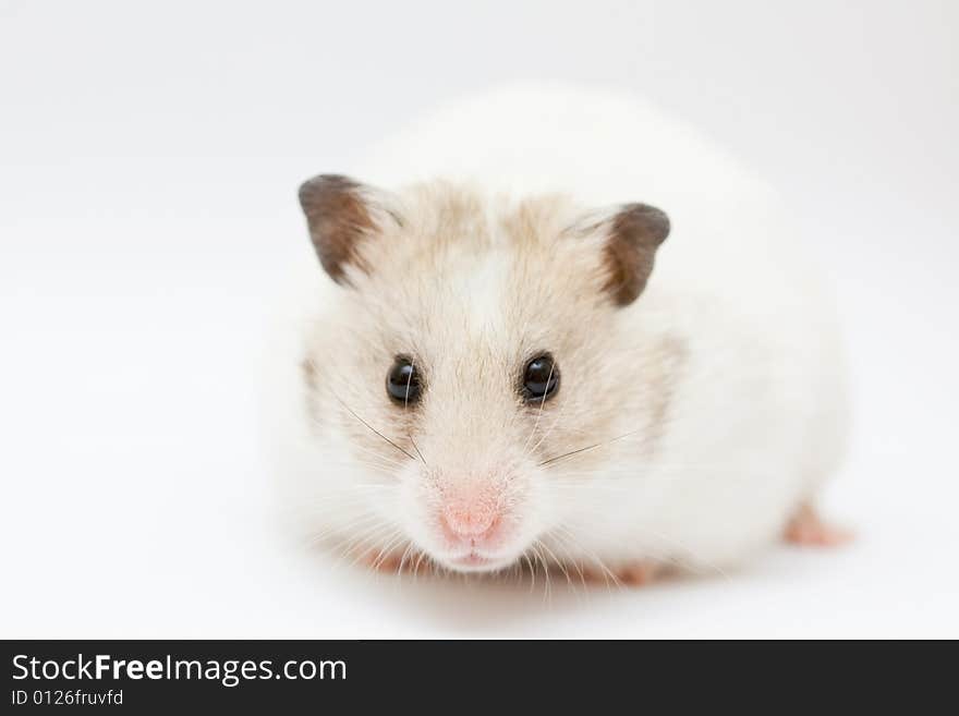 Syrian hamster on abstract white background