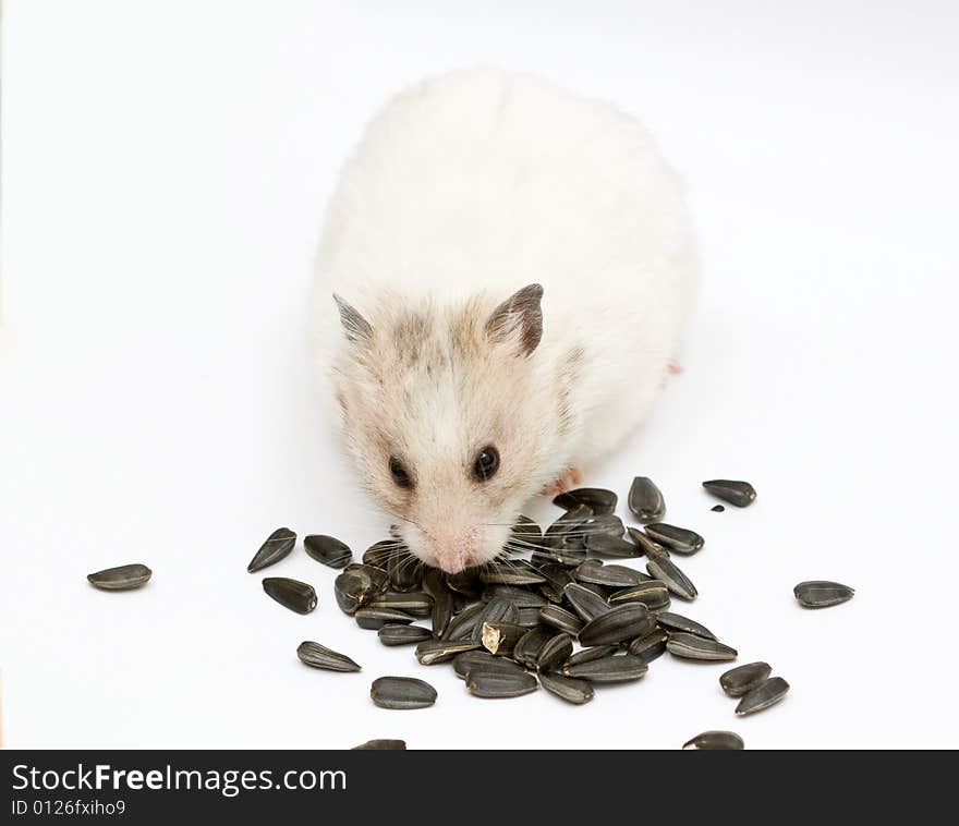 Syrian hamster with sunflower on abstract background. Syrian hamster with sunflower on abstract background