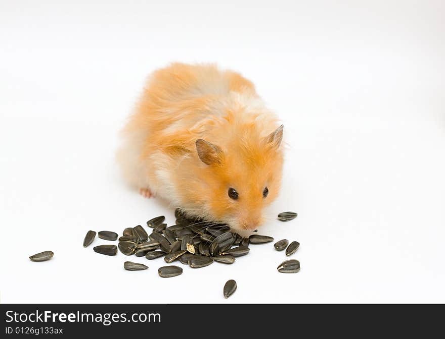 Hamster and sunflower