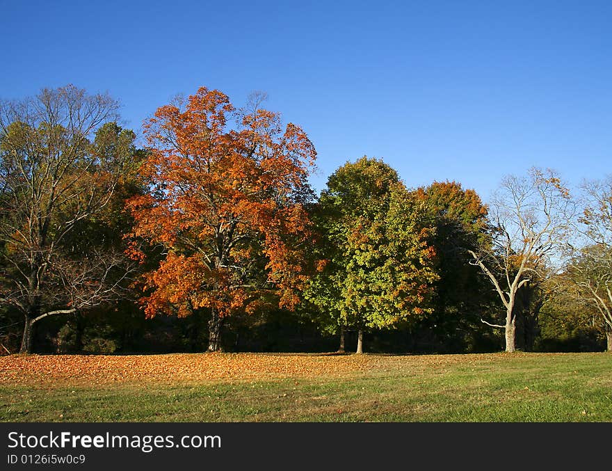 Colorful trees in large open field during autumn. Colorful trees in large open field during autumn.