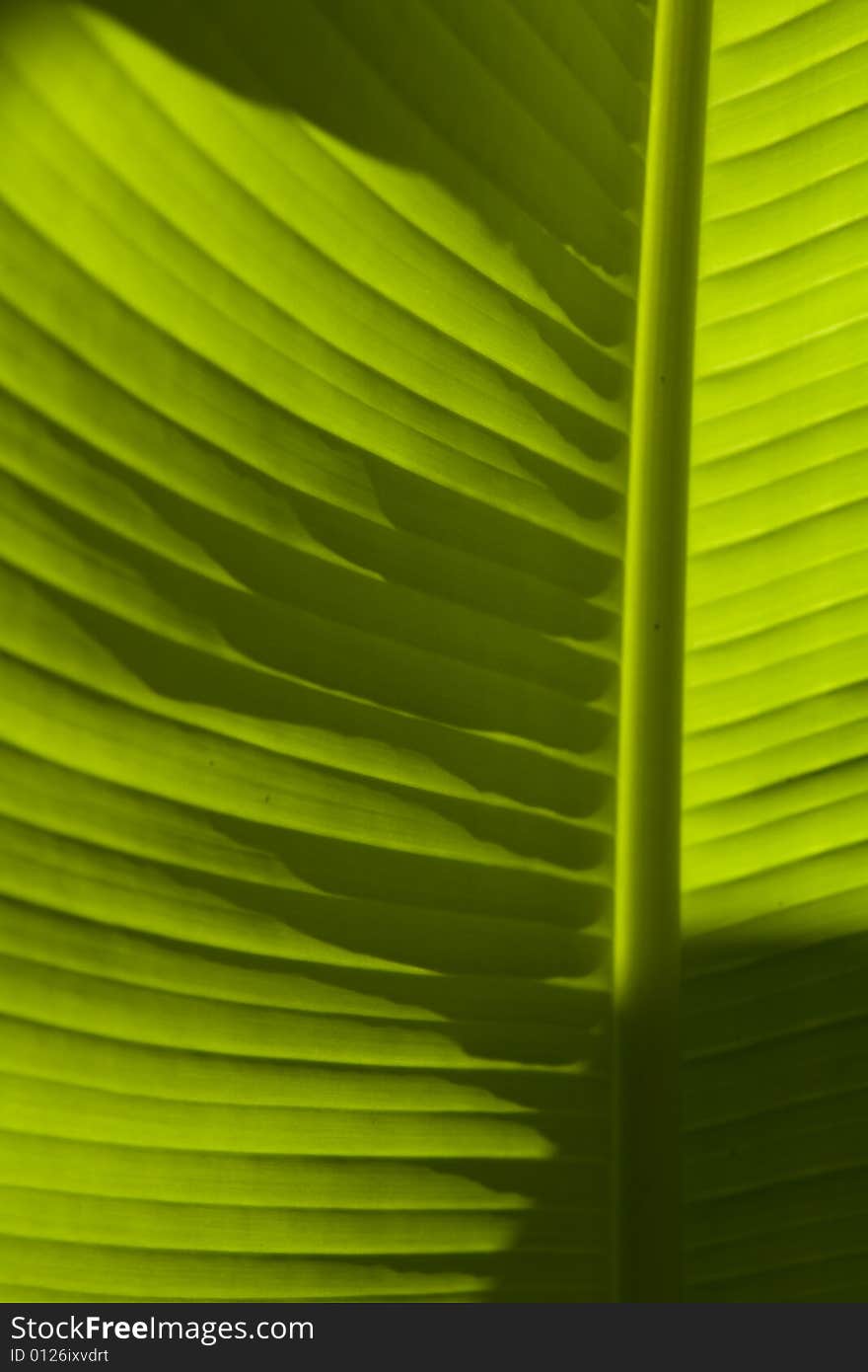 A green banana leaf with interesting shados. Backlight