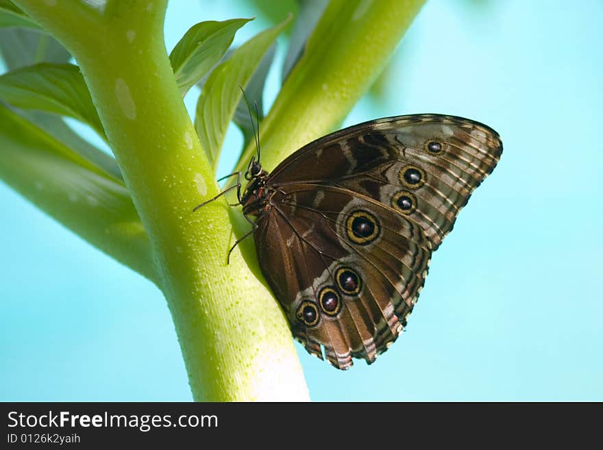 Butterfly On Stem