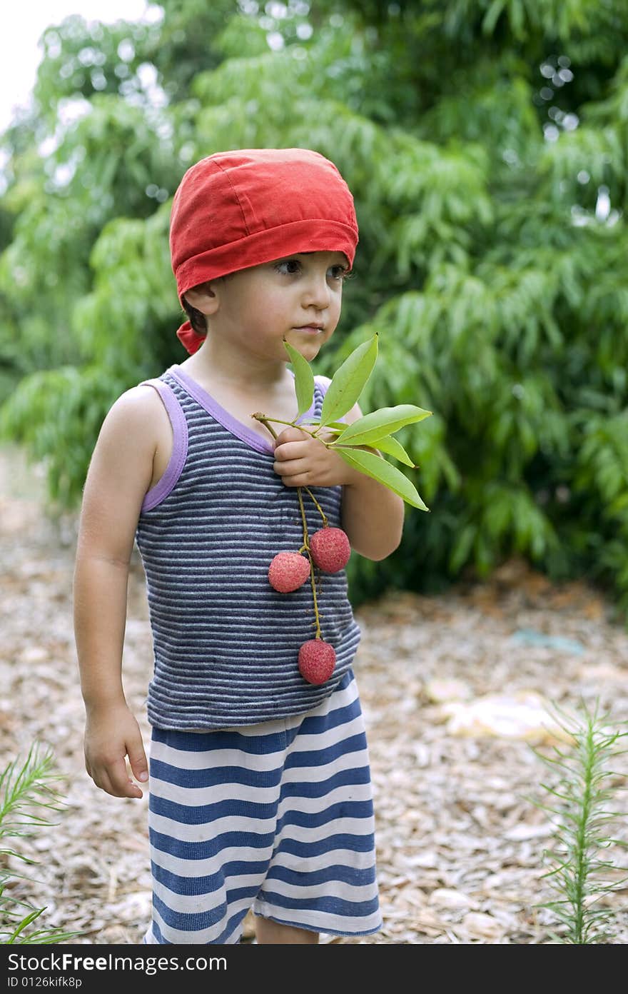 Young boy with red hat holding branch with lychee in garden grove. Young boy with red hat holding branch with lychee in garden grove